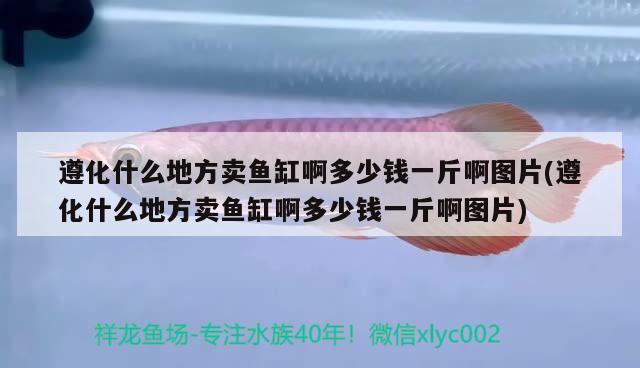 遵化什么地方卖鱼缸啊多少钱一斤啊图片(遵化什么地方卖鱼缸啊多少钱一斤啊图片)