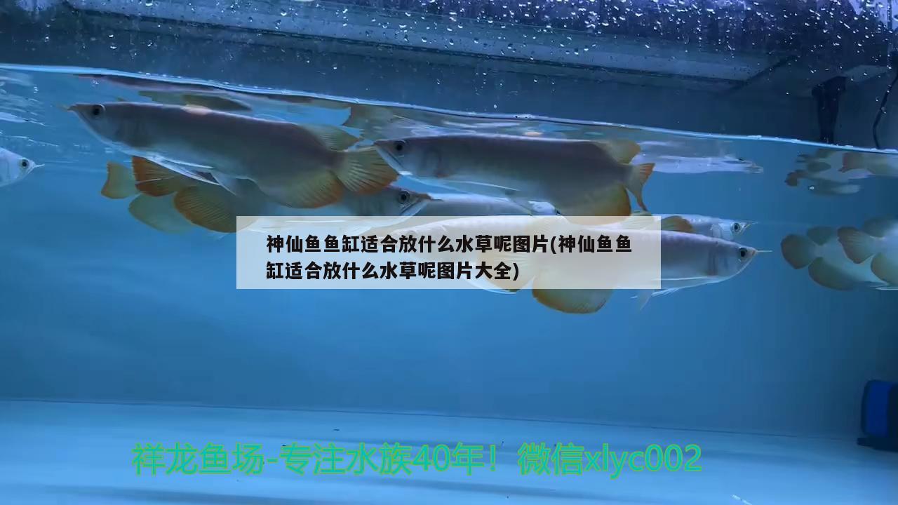 神仙鱼鱼缸适合放什么水草呢图片(神仙鱼鱼缸适合放什么水草呢图片大全) 水草