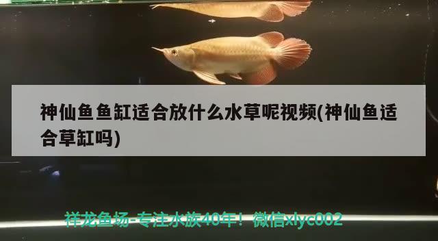 神仙鱼鱼缸适合放什么水草呢视频(神仙鱼适合草缸吗) 水草 第2张