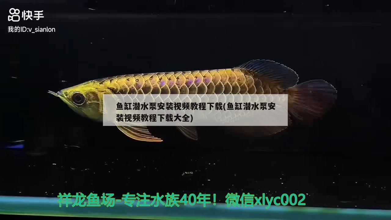 鱼缸潜水泵安装视频教程下载(鱼缸潜水泵安装视频教程下载大全) 眼斑鱼