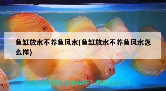 鱼缸放水不养鱼风水(鱼缸放水不养鱼风水怎么样)