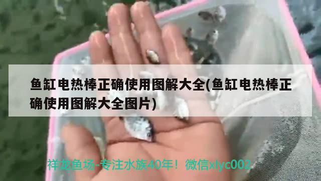 鱼缸电热棒正确使用图解大全(鱼缸电热棒正确使用图解大全图片) 白子黑帝王魟鱼