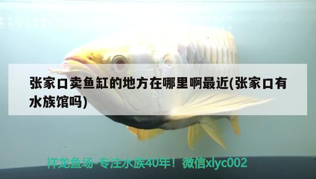 张家口卖鱼缸的地方在哪里啊最近(张家口有水族馆吗)