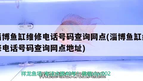 淄博鱼缸维修电话号码查询网点(淄博鱼缸维修电话号码查询网点地址) 海象鱼