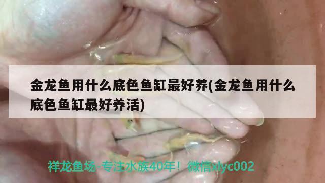 金龙鱼用什么底色鱼缸最好养(金龙鱼用什么底色鱼缸最好养活)