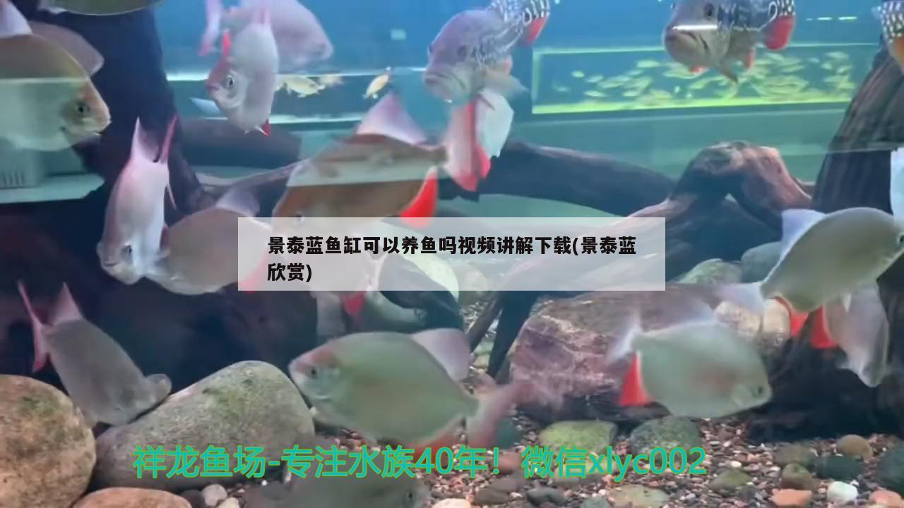 景泰蓝鱼缸可以养鱼吗视频讲解下载(景泰蓝欣赏) 广州祥龙国际水族贸易