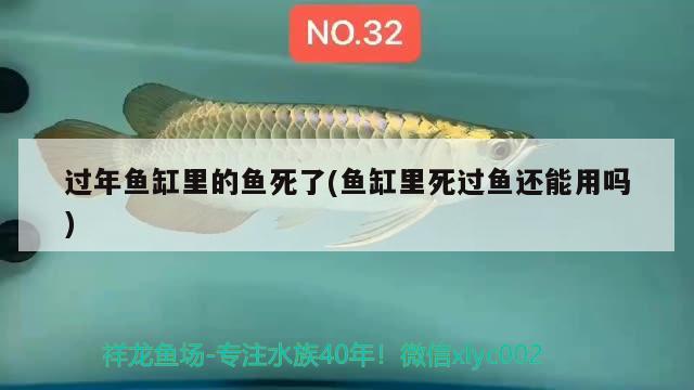 过年鱼缸里的鱼死了(鱼缸里死过鱼还能用吗) 狗仔招财猫鱼 第2张