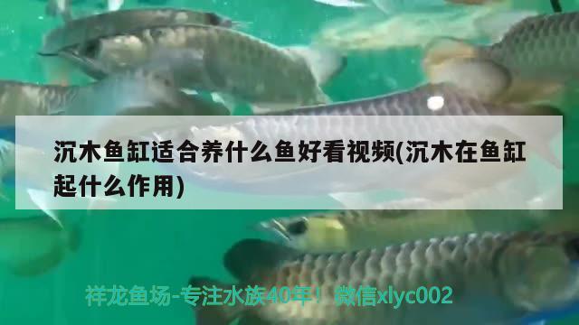 沉木鱼缸适合养什么鱼好看视频(沉木在鱼缸起什么作用)