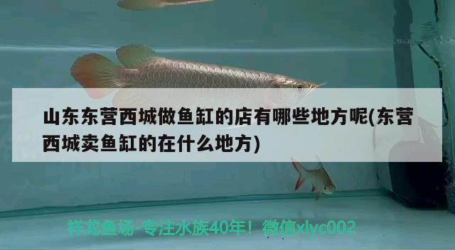 山东东营西城做鱼缸的店有哪些地方呢(东营西城卖鱼缸的在什么地方) 观赏鱼批发