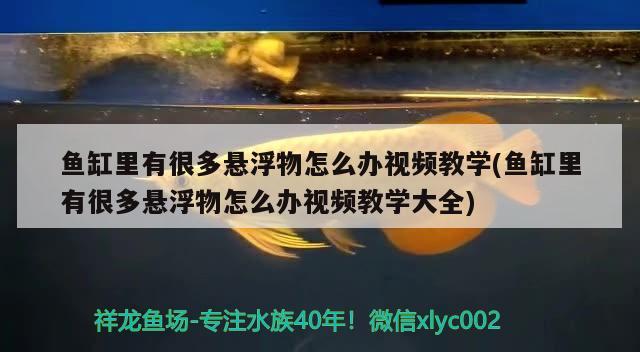 鱼缸里有很多悬浮物怎么办视频教学(鱼缸里有很多悬浮物怎么办视频教学大全) 森森鱼缸