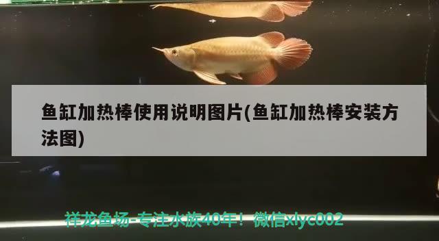 鱼缸加热棒使用说明图片(鱼缸加热棒安装方法图) 龙鱼百科