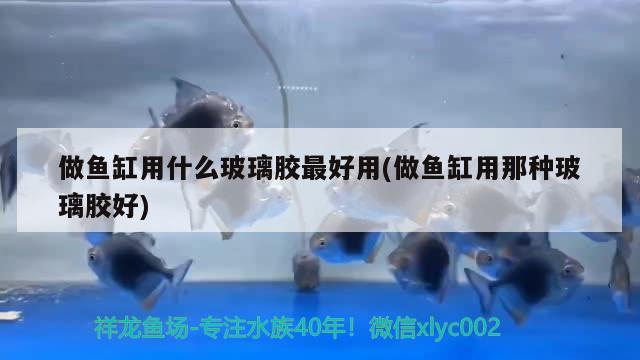 做鱼缸用什么玻璃胶最好用(做鱼缸用那种玻璃胶好) 细线银版鱼