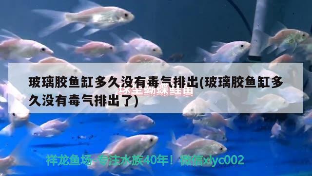 玻璃胶鱼缸多久没有毒气排出(玻璃胶鱼缸多久没有毒气排出了)