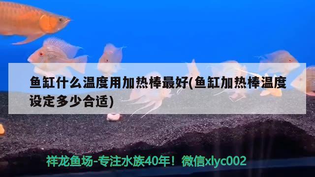 鱼缸什么温度用加热棒最好(鱼缸加热棒温度设定多少合适) 龙鱼批发