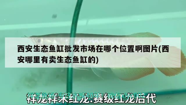 西安生态鱼缸批发市场在哪个位置啊图片(西安哪里有卖生态鱼缸的) 广州水族器材滤材批发市场