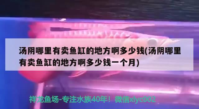 汤阴哪里有卖鱼缸的地方啊多少钱(汤阴哪里有卖鱼缸的地方啊多少钱一个月)