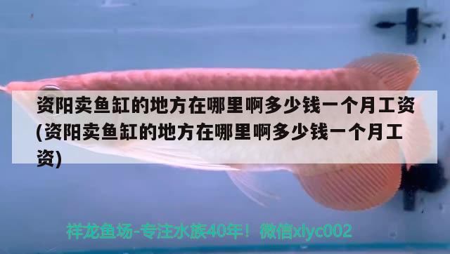 资阳卖鱼缸的地方在哪里啊多少钱一个月工资(资阳卖鱼缸的地方在哪里啊多少钱一个月工资) 魟鱼百科 第2张