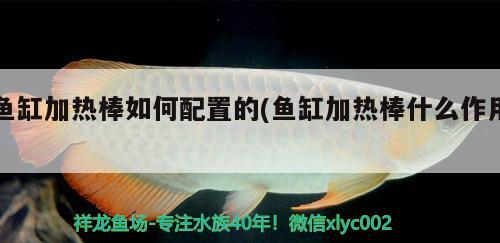 鱼缸加热棒如何配置的(鱼缸加热棒什么作用) 黄金梦幻雷龙鱼