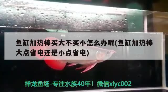 鱼缸加热棒买大不买小怎么办呢(鱼缸加热棒大点省电还是小点省电) 雪龙鱼