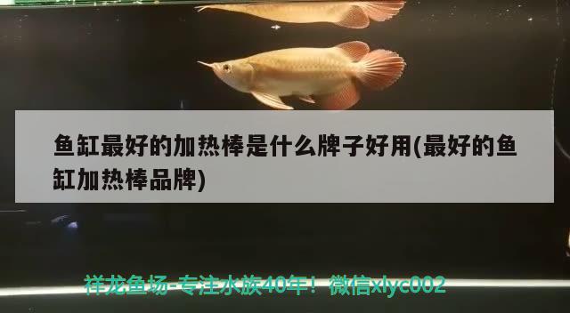 鱼缸最好的加热棒是什么牌子好用(最好的鱼缸加热棒品牌) 一眉道人鱼苗