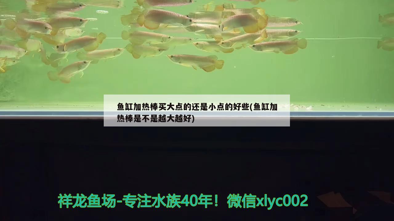 鱼缸加热棒买大点的还是小点的好些(鱼缸加热棒是不是越大越好) 泰国虎鱼