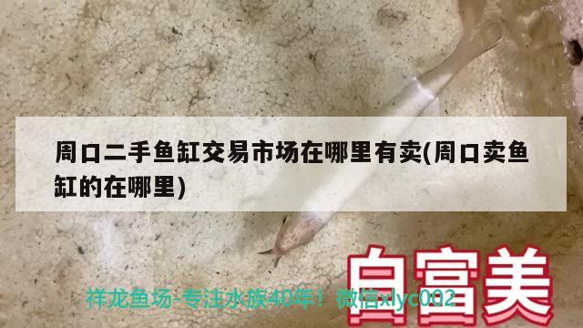 周口二手鱼缸交易市场在哪里有卖(周口卖鱼缸的在哪里)