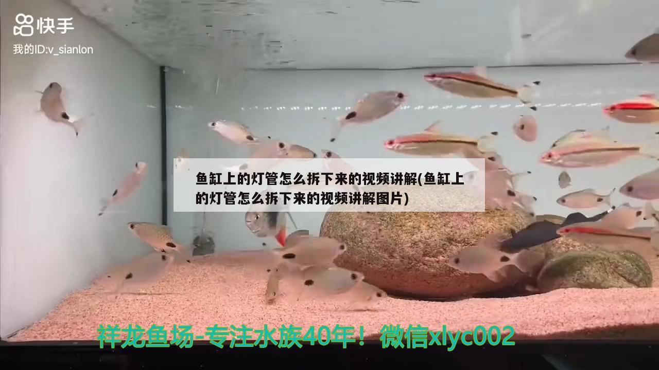 鱼缸上的灯管怎么拆下来的视频讲解(鱼缸上的灯管怎么拆下来的视频讲解图片) 细线银版鱼