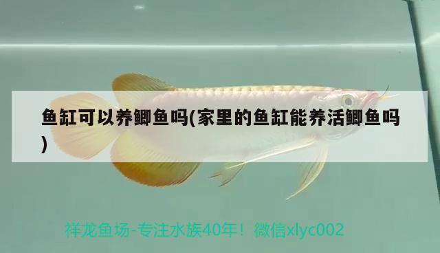 鱼缸可以养鲫鱼吗(家里的鱼缸能养活鲫鱼吗) 观赏鱼水族批发市场