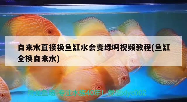 自来水直接换鱼缸水会变绿吗视频教程(鱼缸全换自来水) 喷点菠萝鱼