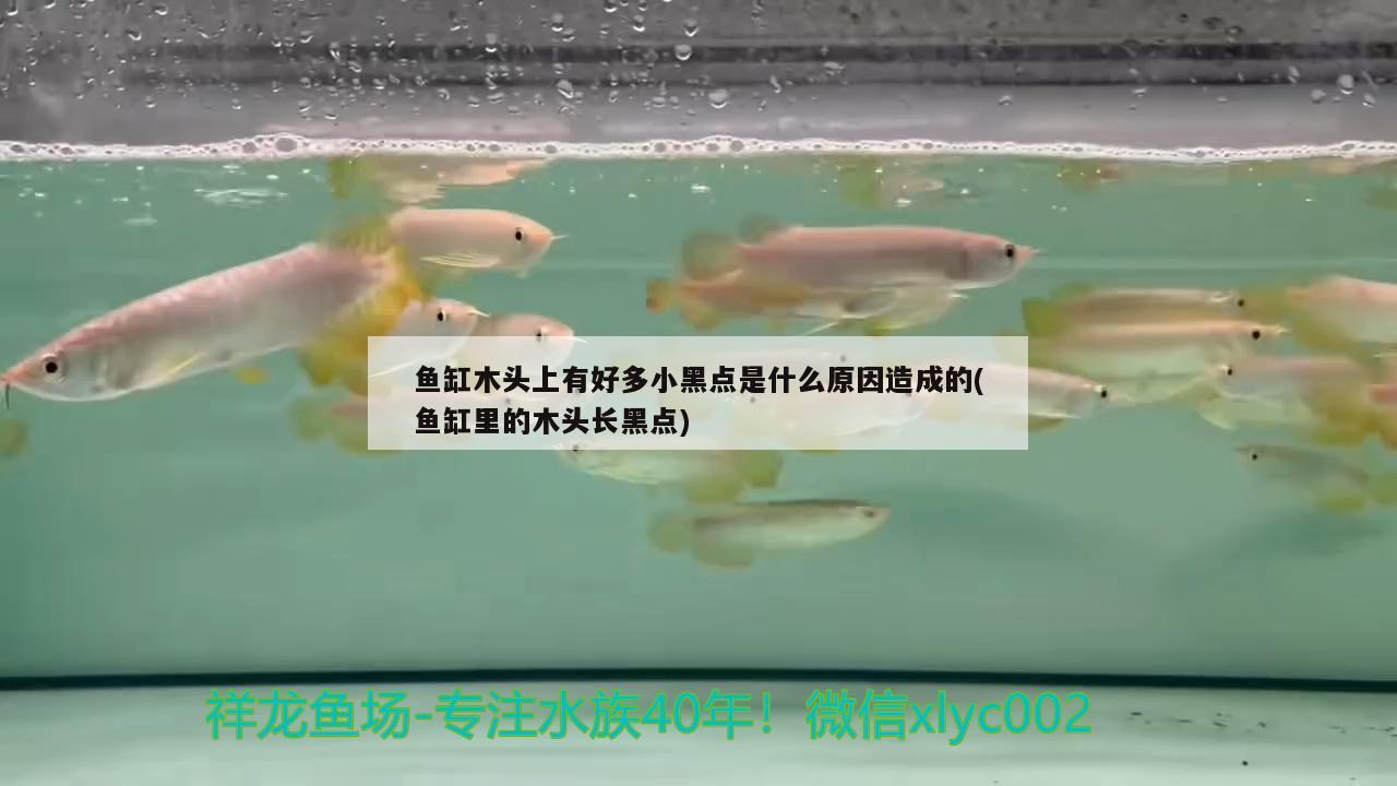 鱼缸木头上有好多小黑点是什么原因造成的(鱼缸里的木头长黑点) 绿皮皇冠豹鱼