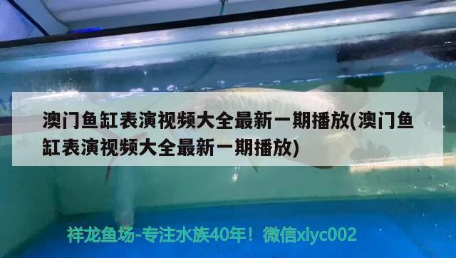 澳门鱼缸表演视频大全最新一期播放(澳门鱼缸表演视频大全最新一期播放)