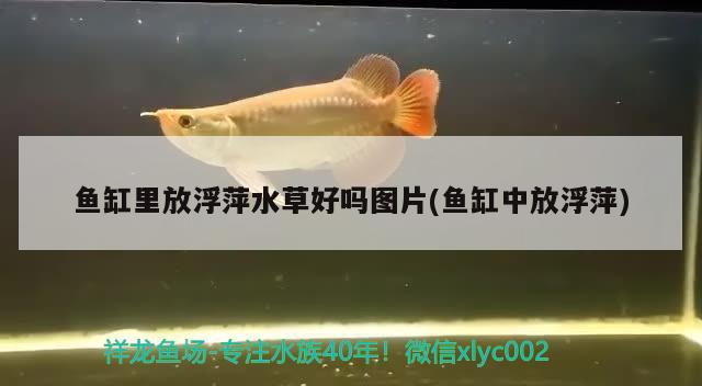 鱼缸里放浮萍水草好吗图片(鱼缸中放浮萍) 水草