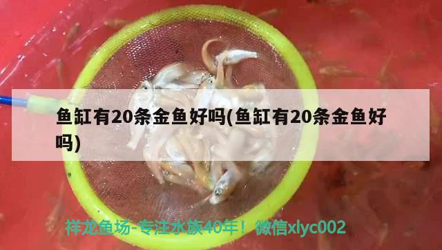 鱼缸有20条金鱼好吗(鱼缸有20条金鱼好吗) 祥龙进口元宝凤凰鱼