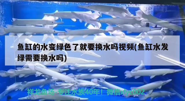 鱼缸的水变绿色了就要换水吗视频(鱼缸水发绿需要换水吗) 喷点菠萝鱼