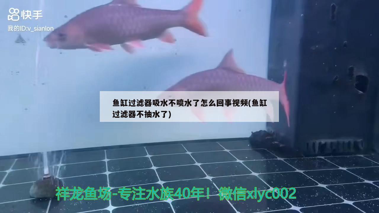 鱼缸过滤器吸水不喷水了怎么回事视频(鱼缸过滤器不抽水了) 银龙鱼