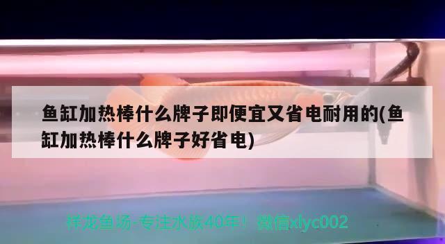 鱼缸加热棒什么牌子即便宜又省电耐用的(鱼缸加热棒什么牌子好省电)