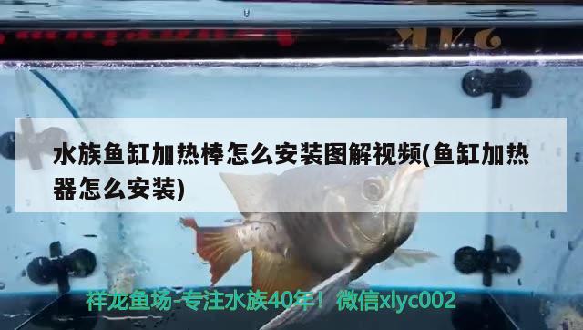 水族鱼缸加热棒怎么安装图解视频(鱼缸加热器怎么安装)