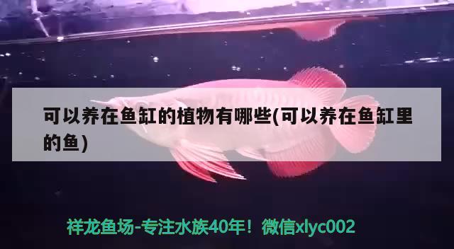 可以养在鱼缸的植物有哪些(可以养在鱼缸里的鱼) 广州祥龙国际水族贸易