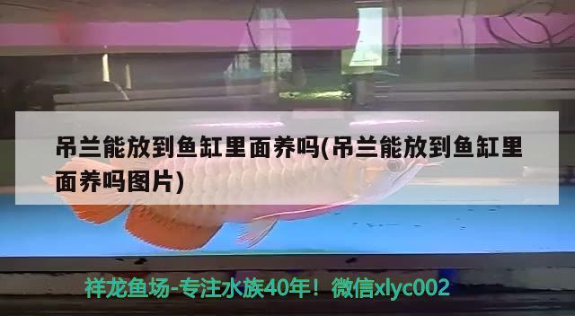 吊兰能放到鱼缸里面养吗(吊兰能放到鱼缸里面养吗图片) 朱巴利鱼苗