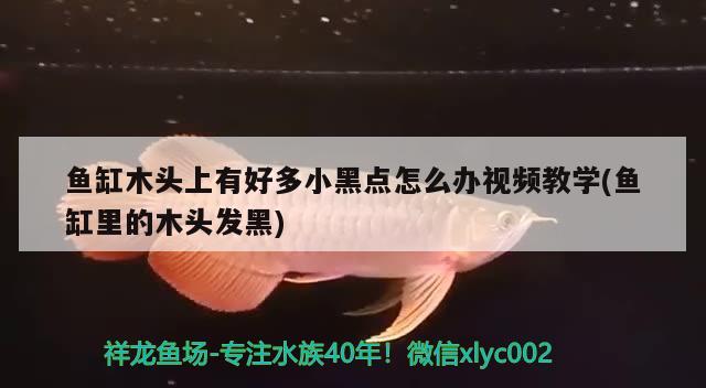 鱼缸木头上有好多小黑点怎么办视频教学(鱼缸里的木头发黑) 大湖红龙鱼