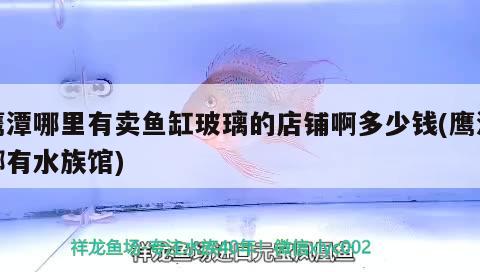 鹰潭哪里有卖鱼缸玻璃的店铺啊多少钱(鹰潭哪有水族馆) 白化巴西龟（白巴）