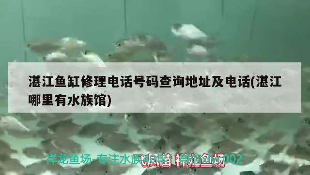 湛江鱼缸修理电话号码查询地址及电话(湛江哪里有水族馆) 细线银版鱼