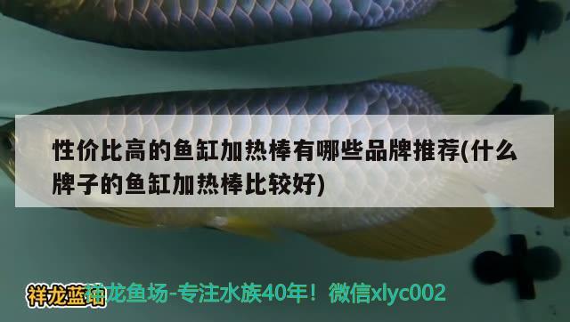 性价比高的鱼缸加热棒有哪些品牌推荐(什么牌子的鱼缸加热棒比较好) 苏虎苗（苏门答腊虎鱼苗）