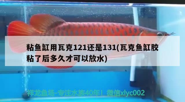 粘鱼缸用瓦克121还是131(瓦克鱼缸胶粘了后多久才可以放水) 水族杂谈