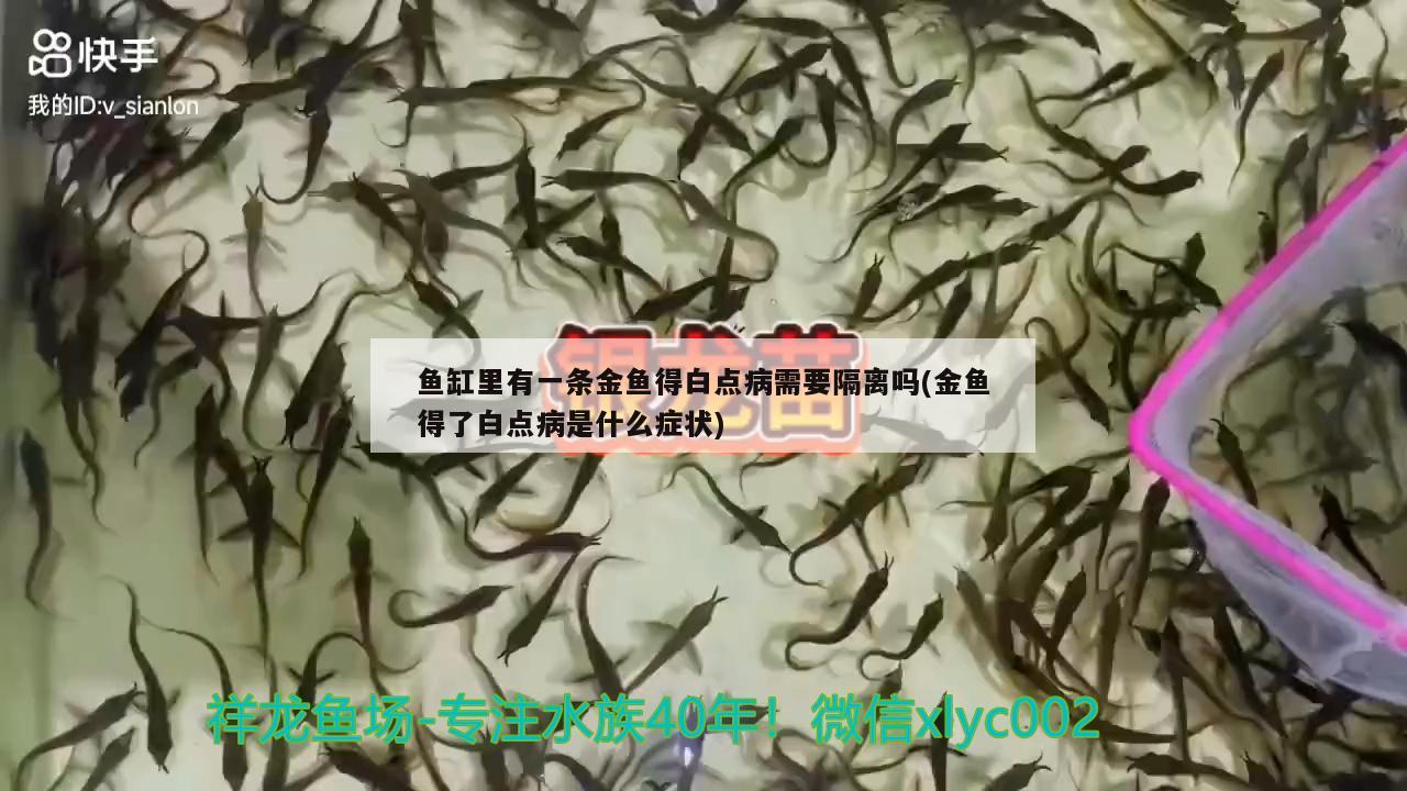 鱼缸里有一条金鱼得白点病需要隔离吗(金鱼得了白点病是什么症状) 水族灯（鱼缸灯）