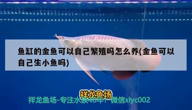 鱼缸的金鱼可以自己繁殖吗怎么养(金鱼可以自己生小鱼吗) 皇冠黑白魟鱼