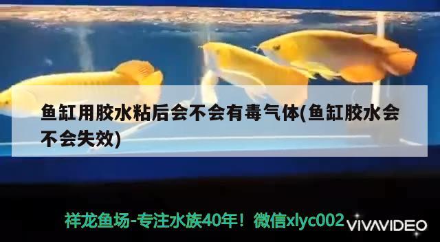 鱼缸用胶水粘后会不会有毒气体(鱼缸胶水会不会失效) 国产元宝凤凰鱼