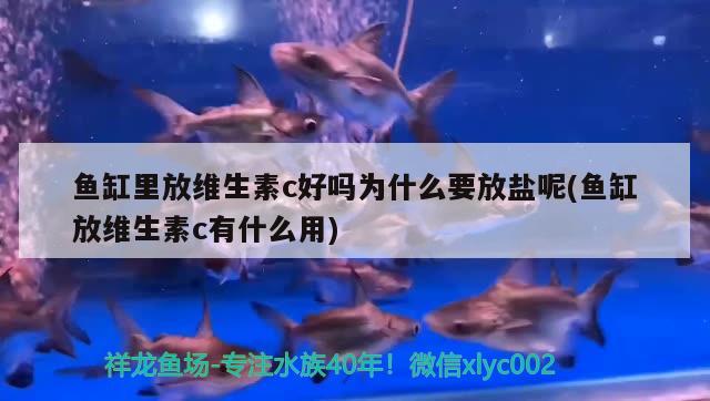 鱼缸里放维生素c好吗为什么要放盐呢(鱼缸放维生素c有什么用) 广州观赏鱼鱼苗批发市场