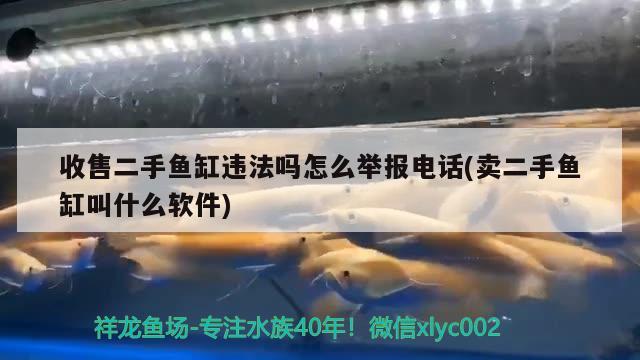 收售二手鱼缸违法吗怎么举报电话(卖二手鱼缸叫什么软件)