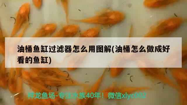 油桶鱼缸过滤器怎么用图解(油桶怎么做成好看的鱼缸) 短身红龙鱼